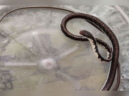 Snake: राजस्थान में घर की छत पर मिला उड़ने वाला सांप, जानें क्या है इसकी खासियत