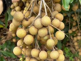 लीची जैसा दिखने वाला यह नया फल हो गया है तैयार, स्वाद में है बेहद मीठा, कैंसर जैसी बीमारी में माना गया है बेहद गुणकारी लीची जैसा दिखने वाला यह नया फल हो गया है तैयार, स्वाद में है बेहद मीठा, कैंसर जैसी बीमारी में माना गया है बेहद गुणकारी