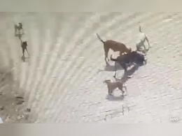 हैदराबाद में लावारिस कुत्तों के काटने से बच्चे की मौत हैदराबाद में लावारिस कुत्तों के काटने से बच्चे की मौत