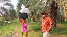 खजूर की खेती से राजस्थान में बड़ा मुनाफा, मिलती है सब्सिडी, मुस्लिम देशों में भी है डिमांड