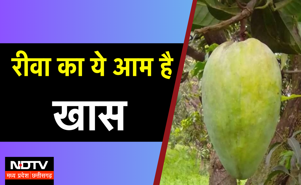 Pusa Institute Mango Festival: दिल्ली में महकेगा रीवा का सुंदरजा, GI Tag वाला यह आम है खास