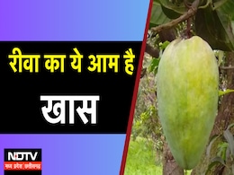 Pusa Institute Mango Festival: दिल्ली में महकेगा रीवा का सुंदरजा, GI Tag वाला यह आम है खास Pusa Institute Mango Festival: दिल्ली में महकेगा रीवा का सुंदरजा, GI Tag वाला यह आम है खास