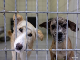 Supreme Court Calls Order On Prohibiting Release Of Stray Dogs "Too Harsh" Supreme Court Calls Order On Prohibiting Release Of Stray Dogs "Too Harsh"