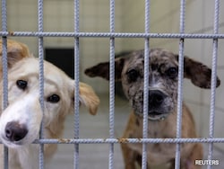 Gas Chamber, &#039;Massacre Law&#039;: Rules For Stray Dogs In Other Countries