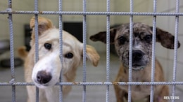 After Delhi, Rajasthan Court Orders Removal Of Stray Dogs