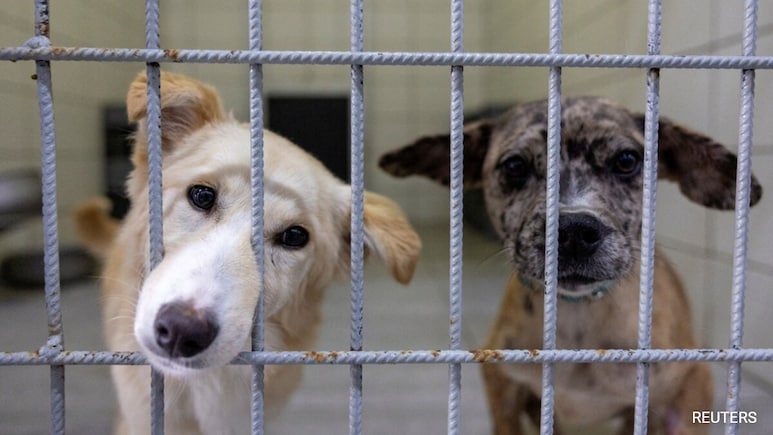 Gas Chamber, 'Massacre Law': Rules For Stray Dogs In Other Countries