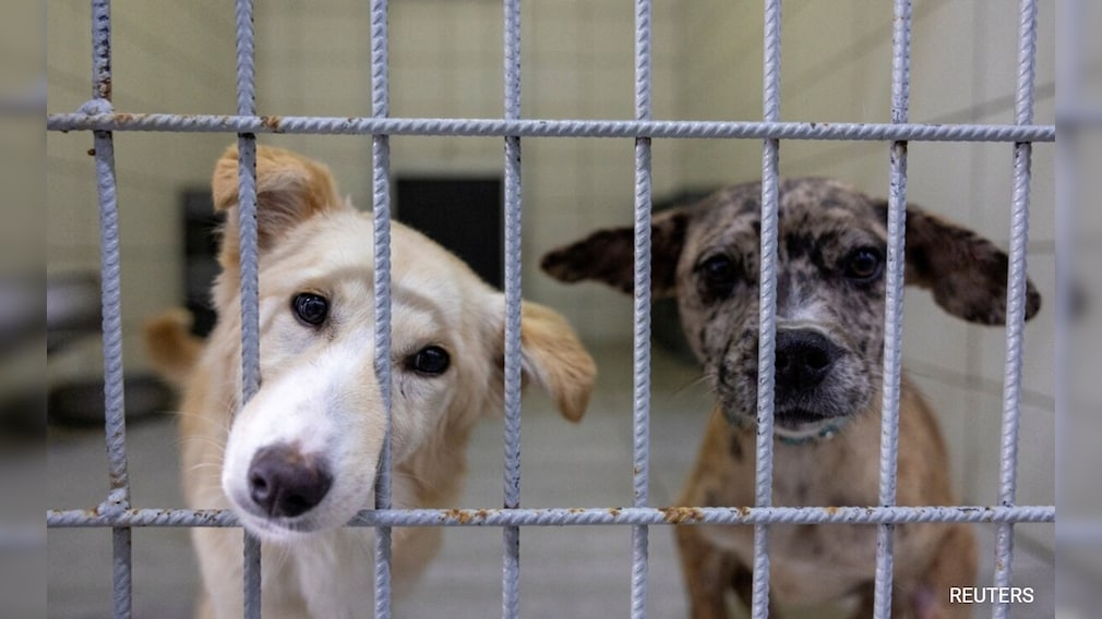 Opinion | Top Court's Stray Dogs Order Can Cost A Fortune. But That's Not The Point