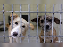 Opinion | Top Court&#039;s Stray Dogs Order Can Cost A Fortune. But That&#039;s Not The Point