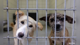 Opinion | Top Court's Stray Dogs Order Can Cost A Fortune. But That's Not The Point