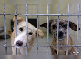 Opinion | Top Court&#039;s Stray Dogs Order Can Cost A Fortune. But That&#039;s Not The Point