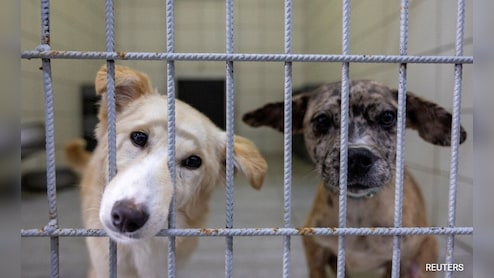 Opinion | Top Court's Stray Dogs Order Can Cost A Fortune. But That's Not The Point