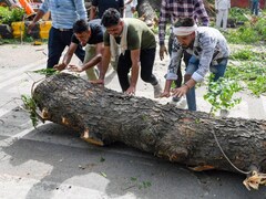 दिल्&zwj;ली : सड़क बनाने के नाम पर हजार से ज्यादा पेड़ काटे, खानापूर्ति के लिए लगाए पेड़ भी सूखे