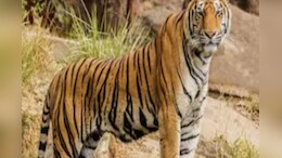 T-58 बाघ ने सुबह किया था भैंस का शिकार, शाम को हिंदवाड़ में मिला शव