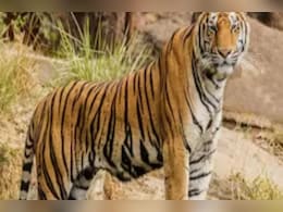 महाराष्ट्रातील वाघ राजस्थानला जाणार, राजस्थानातून महाराष्ट्राला काय मिळणार? महाराष्ट्रातील वाघ राजस्थानला जाणार, राजस्थानातून महाराष्ट्राला काय मिळणार?