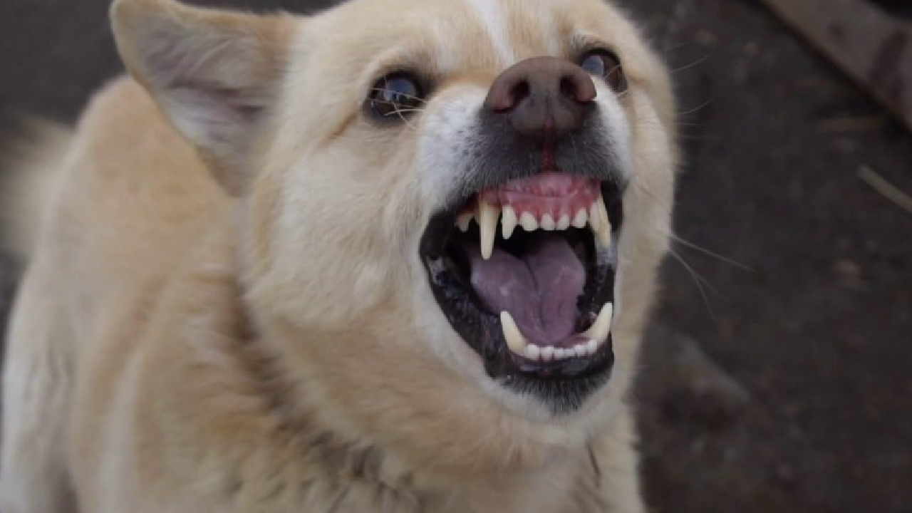 आवारा कुत्तों के 'आतंक' पर एमपी सरकार का बड़ा फैसला