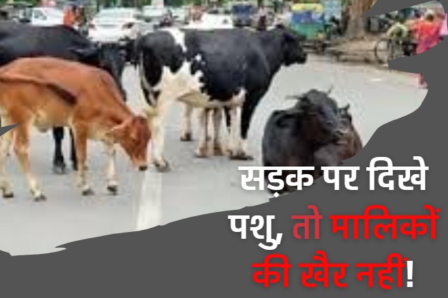 पशुओं को खुले में छोड़ना पड़ेगा महंगा, जाना पड़ सकता है जेल, भोपाल नगर निगम का नया फरमान
