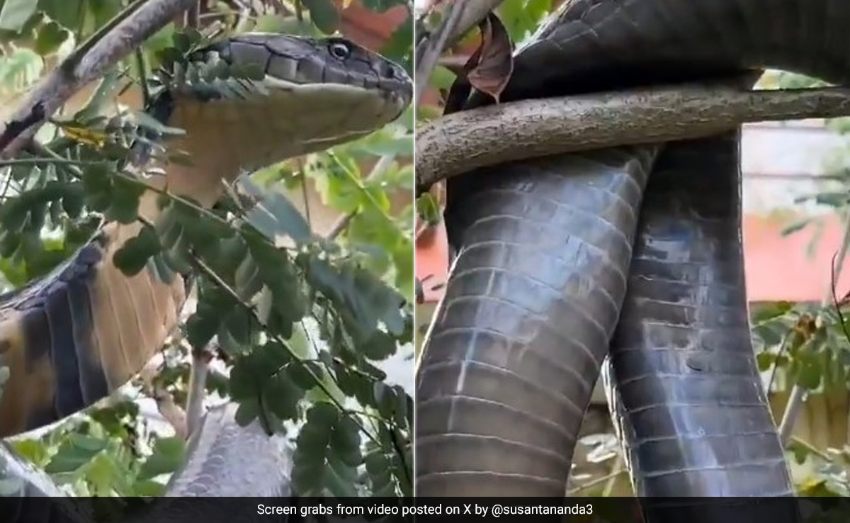 In Jaw-Dropping Video, 12-Foot Long King Cobra Rescued And Released In Karnataka Forest