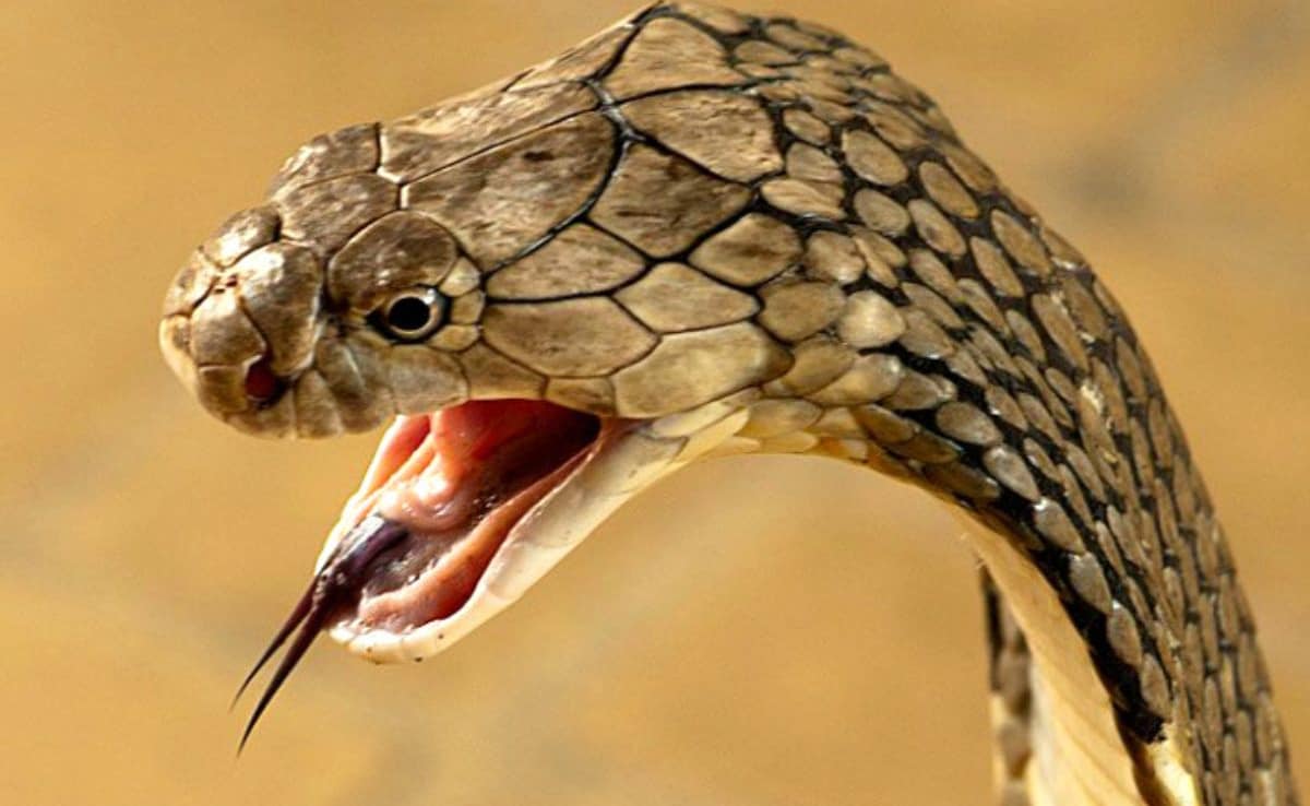 snake bite first aid | saanp katne par kya kare | snake bite treatment | Snake Bite Home Remedies | saap kate to kya kare | saap katne ke lakshan Latest and Breaking News on NDTV