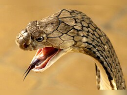 Snake Bite: डूंगरपुर में सांपों का आतंक, 20 दिन में 15 को डसा, झाड़-फूंक के चक्कर में लोग गंवा रहे जान Snake Bite: डूंगरपुर में सांपों का आतंक, 20 दिन में 15 को डसा, झाड़-फूंक के चक्कर में लोग गंवा रहे जान