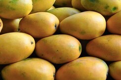Mango Export से India की मोटी कमाई, लगातार बढ रही भारत के आम की मांग