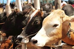 मोहन कैबिनेट बैठक में गौ संरक्षण को लेकर लिया गया बड़ा फैसला