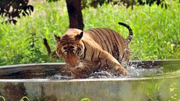 Ranthambhore News: रणथंभौर के जंगल से बाहर आकर टाइगर ने गांव में किया भैंस का शिकार, लोगों में फैली दहशत