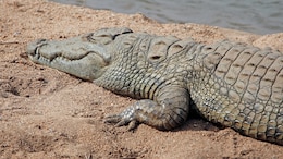 Australian Missing Child's Remains Found After Suspected Crocodile Attack