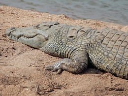 Australian Missing Child's Remains Found After Suspected Crocodile Attack Australian Missing Child's Remains Found After Suspected Crocodile Attack