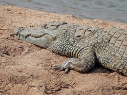 चंबल नदी में मगरमच्छ की खुराक बना शख्स, करने गया था नदी किनारे यह काम चंबल नदी में मगरमच्छ की खुराक बना शख्स, करने गया था नदी किनारे यह काम