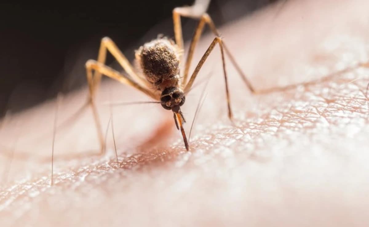 Latest and Breaking News on NDTV