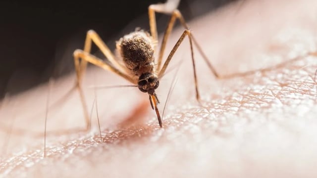 Dengue is a viral disease that spreads from mosquitoes to people