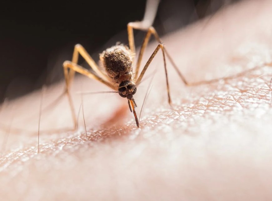 Dengue is a viral disease that spreads from mosquitoes to people