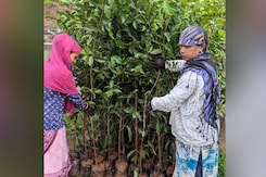 Adani Group To Give 11 Lakh Samplings For Indore As Part Of Its 100 Million Trees Pledge Adani Group To Give 11 Lakh Samplings For Indore As Part Of Its 100 Million Trees Pledge