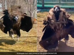 सोशल मीडिया पर वायरल हो रहा विलुप्त हो रहे काले गिद्ध का Video, विशाल आकार और बड़ी-बड़ी आंखें देख डर जाएंगे आप सोशल मीडिया पर वायरल हो रहा विलुप्त हो रहे काले गिद्ध का Video, विशाल आकार और बड़ी-बड़ी आंखें देख डर जाएंगे आप