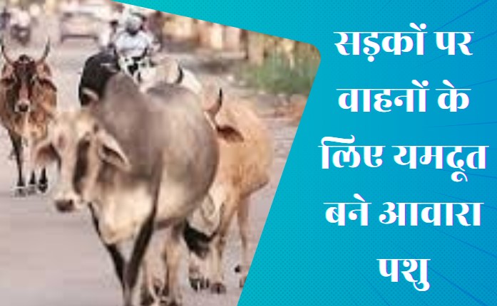 Stray Animals: छत्तीसगढ़ में आवारा पशुओं की भरमार, जून 2024 तक अकेले बलौदाबाजार में सड़क हादसे में 155 गवां चुके हैं जान
