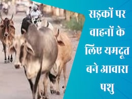 Stray Animals: छत्तीसगढ़ में आवारा पशुओं की भरमार, जून 2024 तक अकेले बलौदाबाजार में सड़क हादसे में 155 गवां चुके हैं जान Stray Animals: छत्तीसगढ़ में आवारा पशुओं की भरमार, जून 2024 तक अकेले बलौदाबाजार में सड़क हादसे में 155 गवां चुके हैं जान