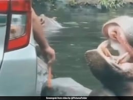 जंगल सफारी के दौरान दरियाई घोड़े के साथ टूरिस्ट ने कर दी ऐसी हरकत, देख लोगों का फूटा गुस्सा जंगल सफारी के दौरान दरियाई घोड़े के साथ टूरिस्ट ने कर दी ऐसी हरकत, देख लोगों का फूटा गुस्सा