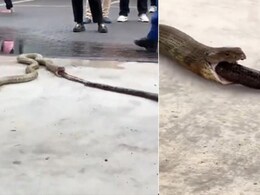 निगले हुए सांप को अपने पेट से पूरी तरह बाहर निकालता दिखा विशाल कोबरा, रोंगटे खड़े कर देगा डरा देने वाला Video निगले हुए सांप को अपने पेट से पूरी तरह बाहर निकालता दिखा विशाल कोबरा, रोंगटे खड़े कर देगा डरा देने वाला Video