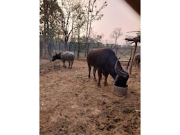 Chhattisgarh : असम के वन भैंसे अब तक कैद क्यों ? हाई कोर्ट ने जवाब किया तलब