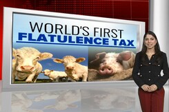 World's First 'Flatulence Tax' For Gassy Cows & Pigs World's First 'Flatulence Tax' For Gassy Cows & Pigs