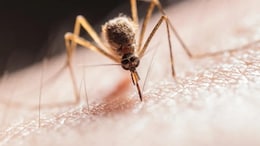 Dengue Cases Have Doubled In Delhi: Symptoms And Prevention Tips You Shouldn't Ignore