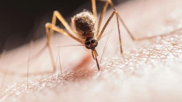 Dengue cases spike in  Delhi