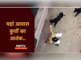 शिवपुरी को कब मिलेगी आवारा कुत्तों से मुक्ति? बीच सड़क पर दो कुत्तों ने अधेड़ पर बोला हमला..