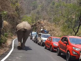 एक तरफ खाई-दूसरी तरफ से आ गया हाथी, देख ट्रैफिक में फंसे लोगों के छूट गए पसीने