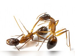 इस चीज को अपना दुश्मन समझती हैं चीटियां, देखते ही बदल लेती हैं रास्ता, आटे में रखें और बेफिक्र हो जाएं इस चीज को अपना दुश्मन समझती हैं चीटियां, देखते ही बदल लेती हैं रास्ता, आटे में रखें और बेफिक्र हो जाएं