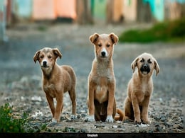 Animal Detectives Rise To Prominence In China's Expanding Pet Industry Animal Detectives Rise To Prominence In China's Expanding Pet Industry