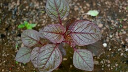 How Red Spinach Can Help You Lose Weight And Boost Your Health