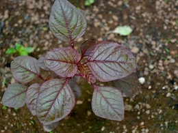 How Red Spinach Can Help You Lose Weight And Boost Your Health How Red Spinach Can Help You Lose Weight And Boost Your Health