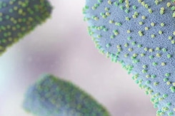 Chandipura Virus Outbreak: Covid-19 के बाद नए वायरस ने दी दस्तक, अब तक 19 लोगों की हुई मौत Chandipura Virus Outbreak: Covid-19 के बाद नए वायरस ने दी दस्तक, अब तक 19 लोगों की हुई मौत