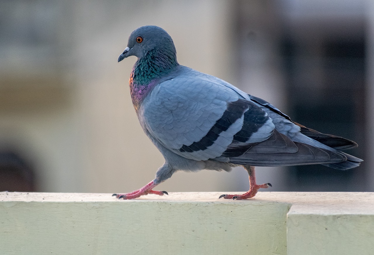 Gang Used LED-Lit Pigeons At Night To Spread Rumours Of Drone Sightings